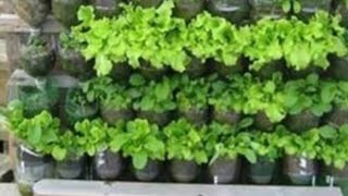 Homemade waste plastic bottles wall hanging planter! Save your money!