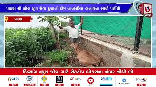 #patan | ખાનગી અંબિકા નર્સરીના એસ એસ પરમાર દ્વારા પાટણ શ્રી બોલ જીવ સેવા ટ્રસ્ટને જાણ કરાઇ |