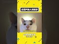 原来不同国家的养猫人，称呼也各不相同~ 娱乐评论大赏 猫 猫咪 shorts