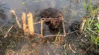 Beaver trapping pt 1