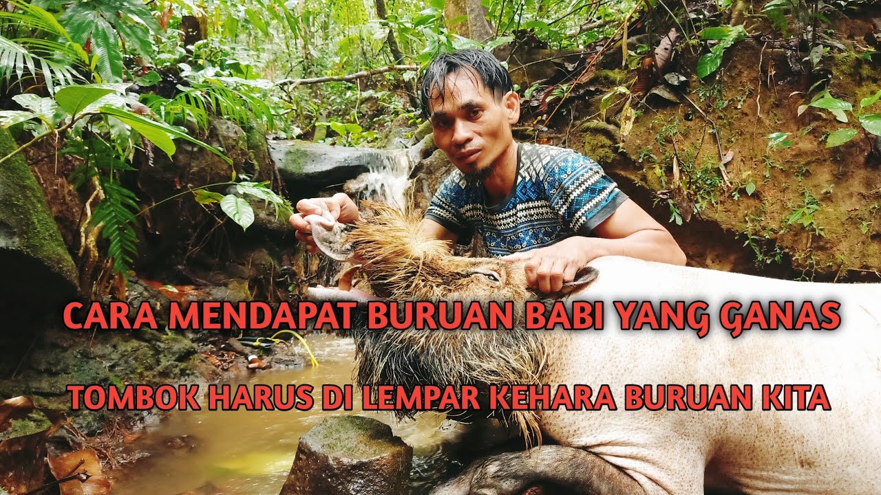 Cara Berburu Tradisional Untuk Mendapat Buruannya Pakai Alat ...