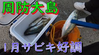 【周防大島釣り】ウルメイワシ狙って絶好調！！