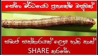 සේනා දළඹුවන් හට ප්‍රත්‍යක්ෂ ඔසුවක්. || Sena Caterpillar problems and solutions