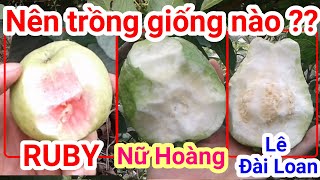 A33. Nên trồng ổi nào? Ruby, Nữ Hoàng hay ổi Lê Đài Loan?