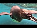 Penguins & sea lions play with thrilled swimmers at the equator