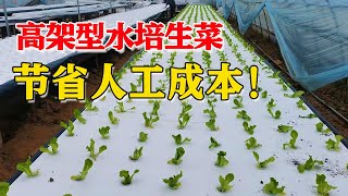 投入上万元的水培种菜，靠什么赚钱？细算后明白了！【付老师种植技术团队官方频道】