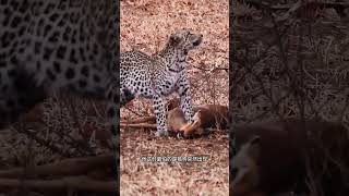 花豹需要在鬣狗到來前，將食物拖回樹上保存#動物世界