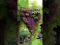 beautiful grapes status video 😎 shorts youtubeshorts shortsvideo status video nature 4kstatus