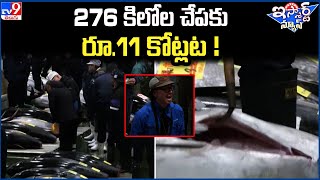 iSmart News: 276 కిలోల చేపకు రూ 11 కోట్లట..! - TV9