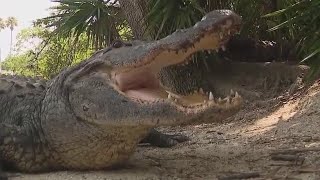 How Gatorland is helping protect and rescue Florida's alligators