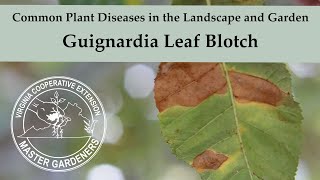 Guignardia Leaf Blotch - Common Plant Diseases in the Landscape and Garden