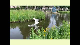 Documentary Common Coot (group 8 - WEC21306)