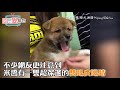 「人家看醫生心情很差不准碰我！」厭世柴犬看醫生森77 拒絕摸摸