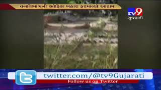 GirSomnath: Lioness seen comforting near office of forest dept in Talala- Tv9