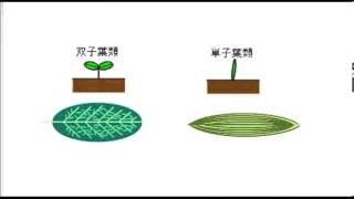 P50　双子葉類と単子葉類【ひとりで学べる理科　中学１年生】｜朝日学生新聞社