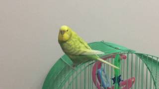 Budgerigar sound 1