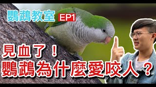 見血了！鸚鵡為什麼愛咬人？【鸚鵡小木屋】【鸚鵡教室】