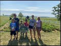 Harvesting and Processing Peas