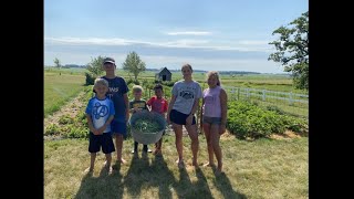 Harvesting and Processing Peas