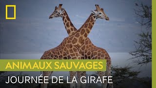 Journée mondiale de la girafe : que savez-vous vraiment de ces géantes ?