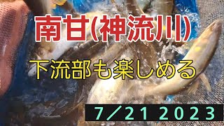 南甘(神流川)　鮎釣り　下流部楽しめます❗７／２１ ２０２３