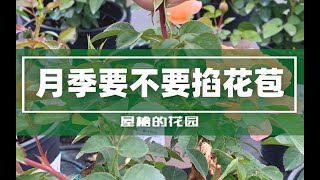 【屋檐园艺课堂】什么情况下月季需要掐花苞