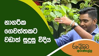 නාගරික ගෙවත්තකට වඩාත් සුදුසු විදිය  | Ranbimata Arunella | රන් බිමට අරුණැල්ල