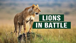 The Apex Predators Fighting To Feed Their 21 Lion Family | Pride In Battle |  Do