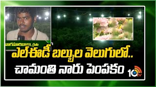 ఎల్ఈడీ బల్బుల వెలుగులో..చామంతి నార్ల  పెంపకం | Chamanthi (chrysanthemum )Farming in LED Lights |10TV