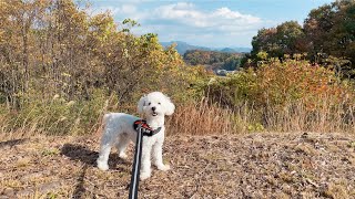 【 トイプードル 】愛犬たちとコスモス畑を見に行く | Going To See Cosmos Field With Dogs