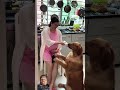 美女 记录真实生活 夫妻 funny goldretriever dogcomedy youtubeshorts comedy ilovegoldenretrievers