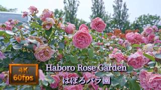 最北のバラ園 はぼろバラ園　Haboro Rose Garden, the northernmost rose garden in Japan