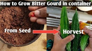 కాకరకాయను కుండీలో పెంచడం ఎలా | How to Grow Bitter Gourd/kakara kaya in container