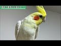 オカメインコに適した止まり木の太さと、モノに対する警戒心の分析【cockatiel】