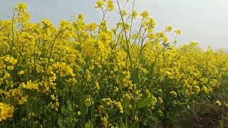 mustard flowers are always beautiful as it recalls life with full of joy \u0026 hope.