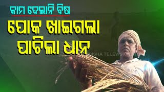 Pest Menace | Farmer Worried In Bhadrak