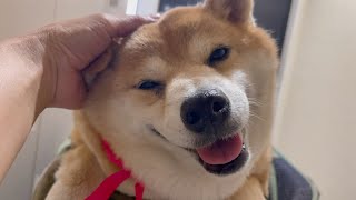 【柴犬】散歩帰りのマッサージ最高です ［shiba inu］