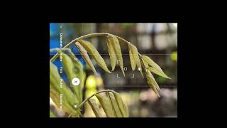 Smartphone photography || Proses pemotretan daun.