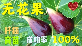 无花果扦插育苗成功率100%  泡水法/水培法和土壤扦插法 全部成功 Fig tree propagation 無花果扦插繁殖詳細操作方法 水培和土壤扦插法 63