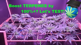 Additive That Helps W/ Yield - But SKYROCKETS Terpenes? - 2 Blueberries Update \u0026 Flavuh Test