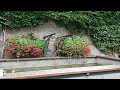 🎬 lindau island bodensee germany walk 🎦