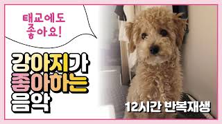 [중간광고X] 강아지가 좋아하는 음악 / puppy favorite music 犬の好きな音楽