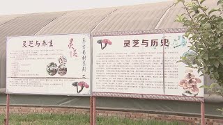 霊芝の大規模栽培で住民が豊かに　河北省任丘市