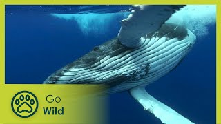 Diving for Whales - Adventure Ocean Quest 3/5 | Go Wild