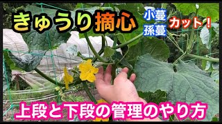 【きゅうり栽培4/5】なが〜くたくさん収穫する為の親蔓摘心と摘葉、整枝！上段、下段の中期から後期の管理について　Cucumber cultivation