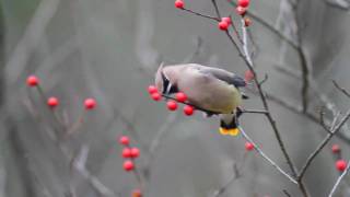 Cedar Waxwings HD- Canon 7D