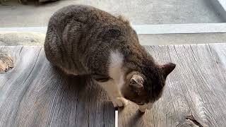 野良猫ハチワレくん〜輪廻の諸苦から抜け出せますようにと祈っています🙏