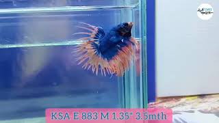 (KSA-883) Blue Orange Mascot Fancy Crown Tail Male Betta