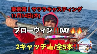 東京湾サワラキャスティング☆11月14日(木)ブローウィン‼️DAY🔥🔥