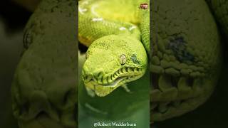 পান্না গাছ বোয়া 🐍 বিশ্বের সবচেয়ে সুন্দর সাপগুলির মধ্যে একটি!#emeraldtreeboa #snake #snakebites